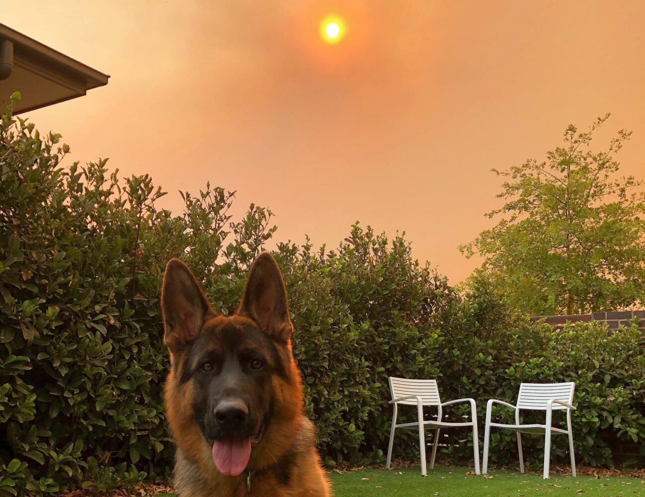dog with wildfire smoke in background