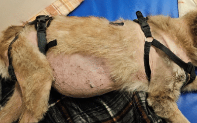 dog with endocrine symptoms