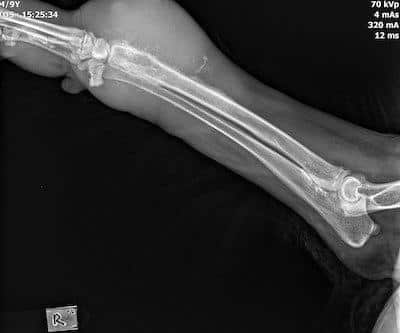 canine20osteosarcoma20 98