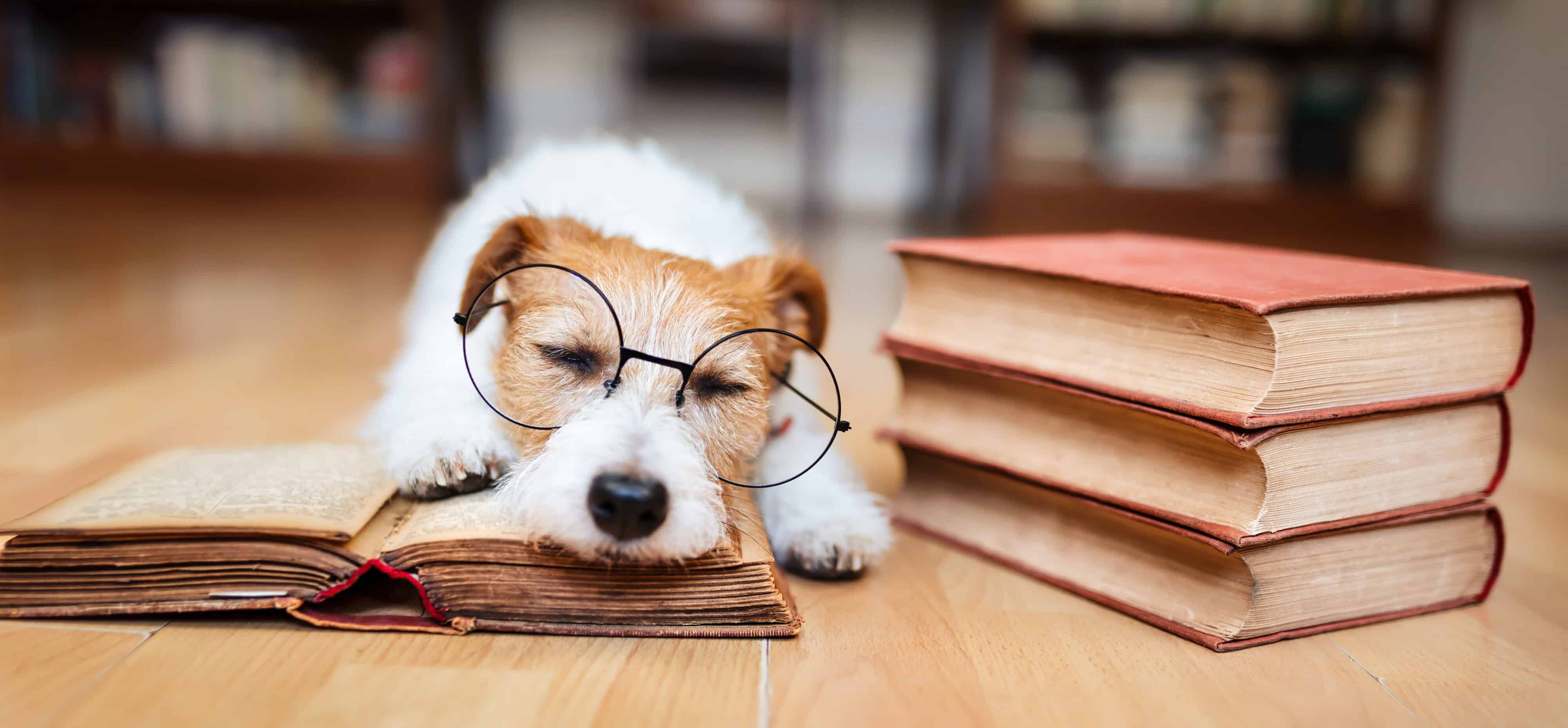 dog wearing glasses, asleep on an open book